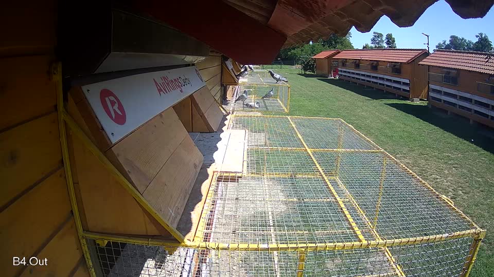 Pigeon Arrival Image For Race Race 2