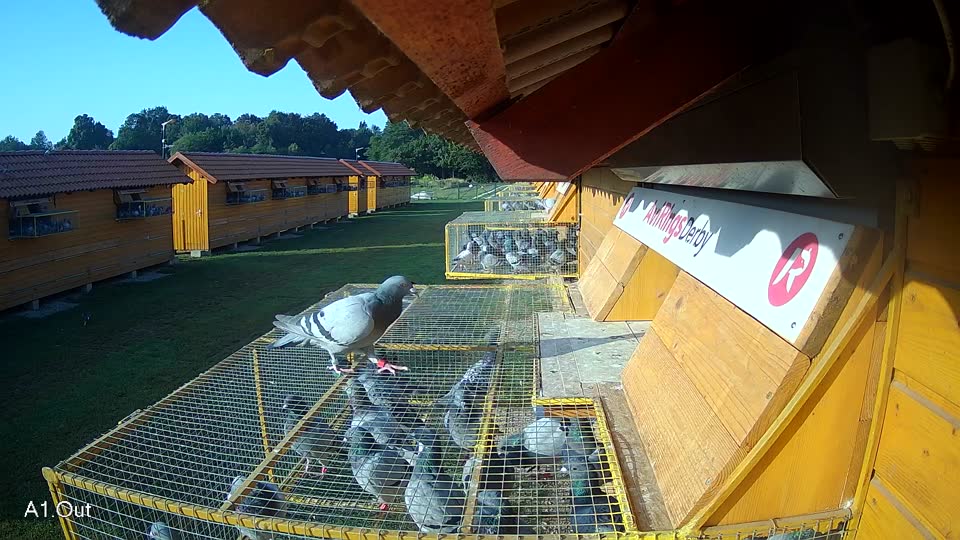 Pigeon Arrival Image For Race Race 3