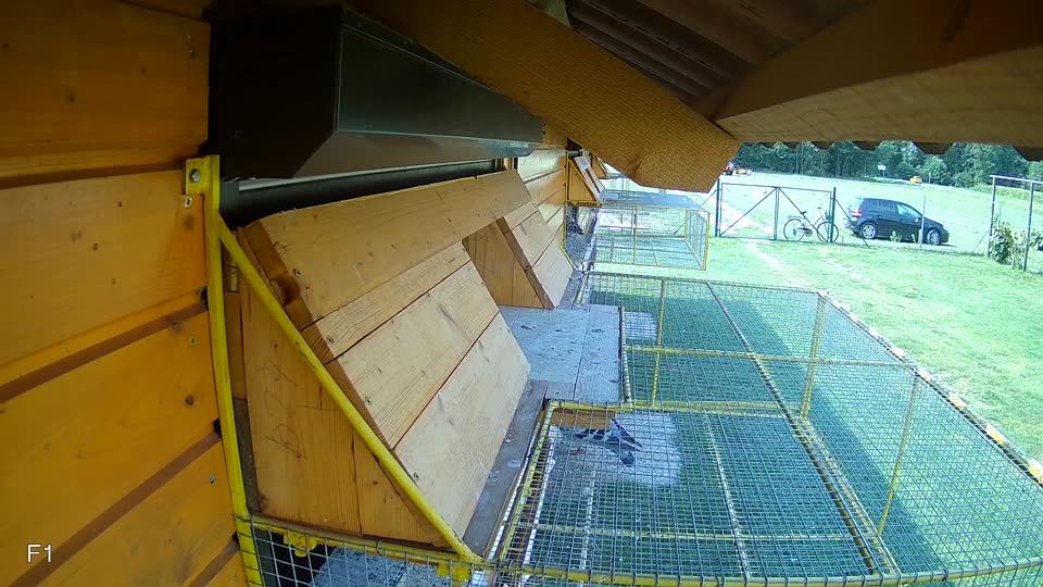 Pigeon Arrival Image For Race Race 3