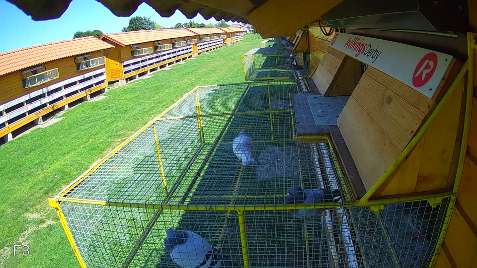 Pigeon Arrival Image For Race Race 2