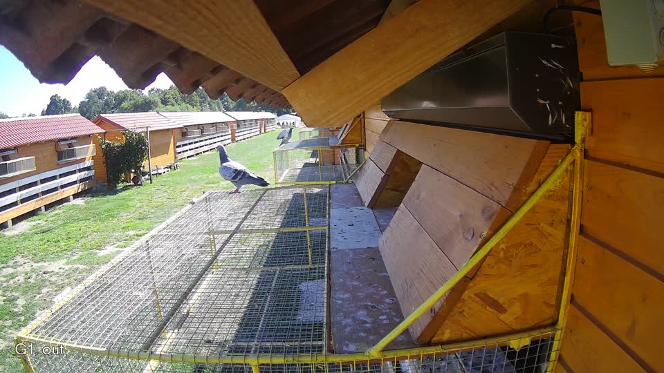 Pigeon Arrival Image For Race Final Race 1/3
