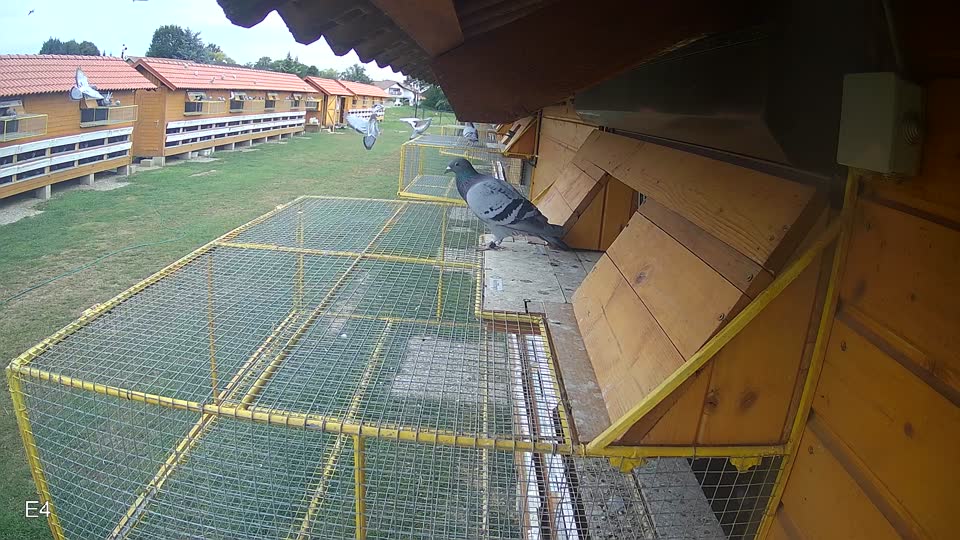 Pigeon Arrival Image For Race Race 3