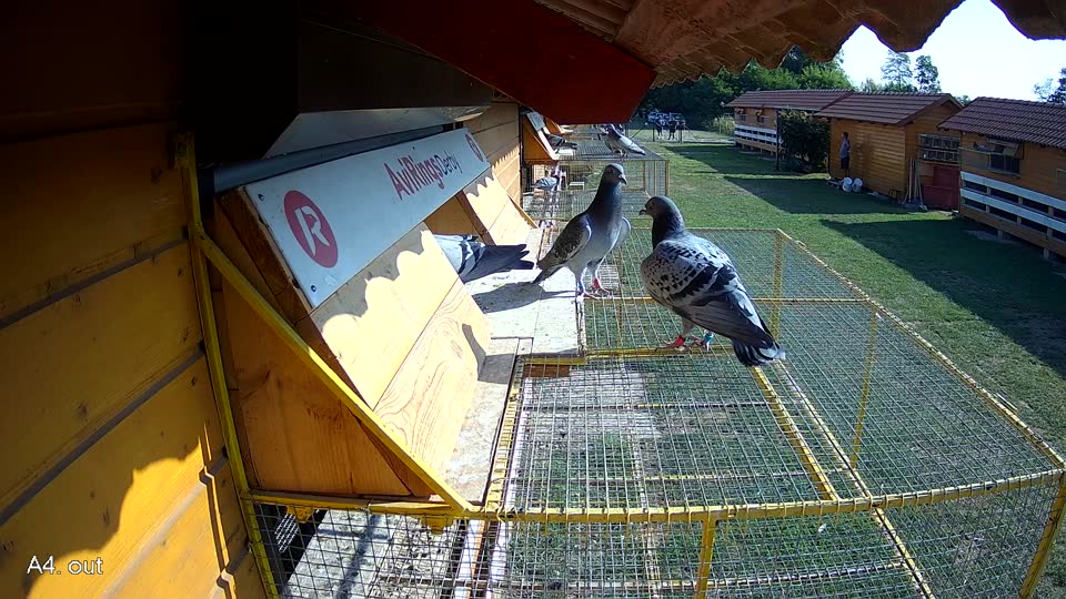 Pigeon Arrival Image For Race Race 1