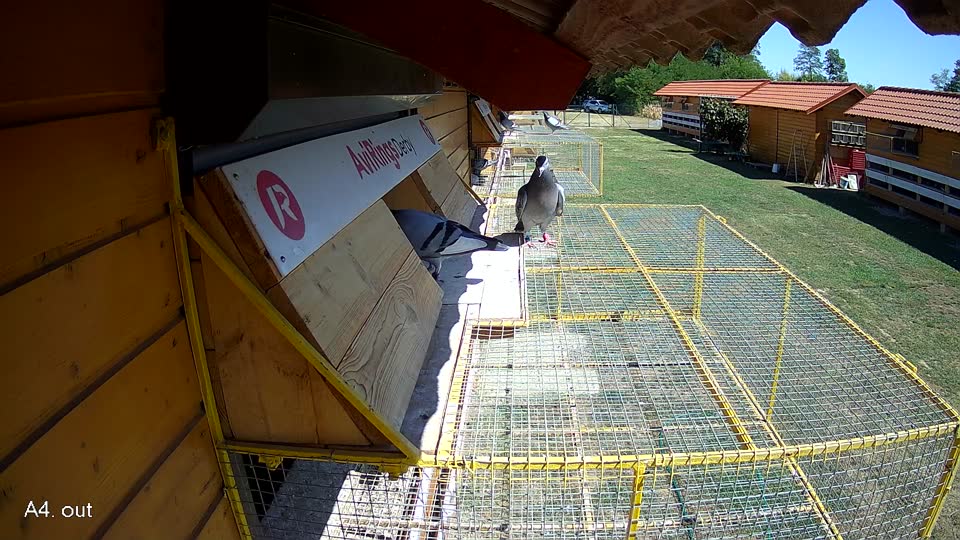 Pigeon Arrival Image For Race Race 3
