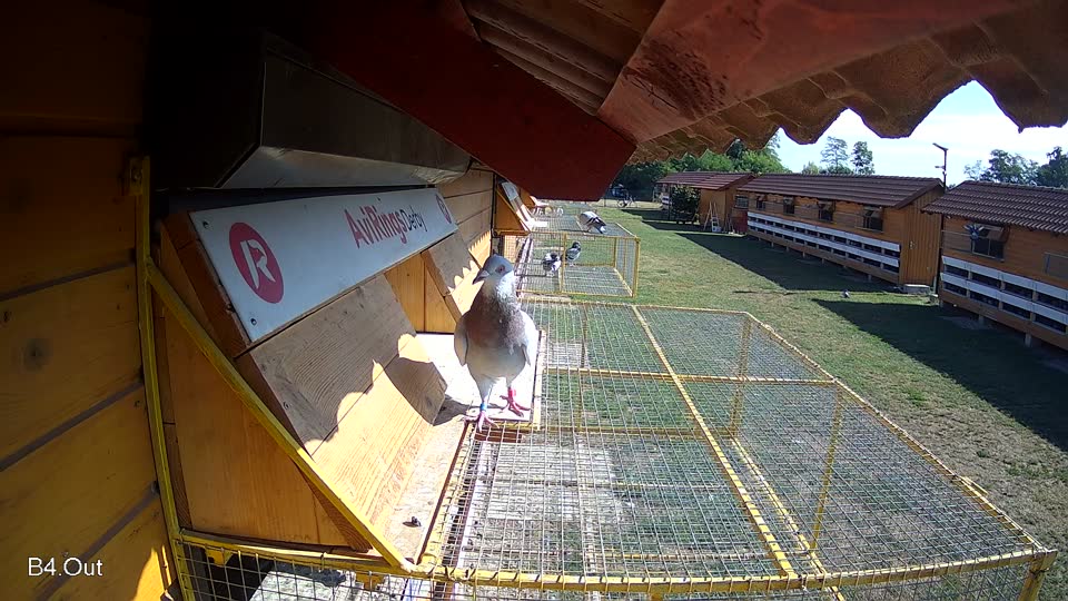 Pigeon Arrival Image For Race Race 2