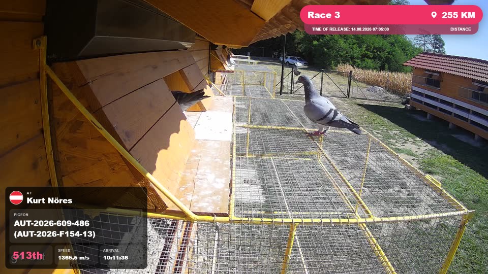 Pigeon Arrival Image For Race Race 3