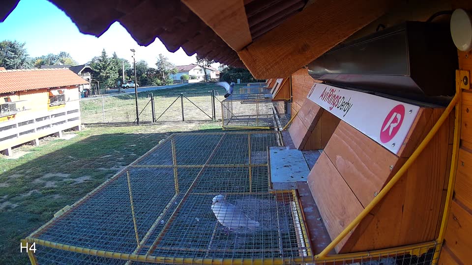 Pigeon Arrival Image For Race Final Race 1/3