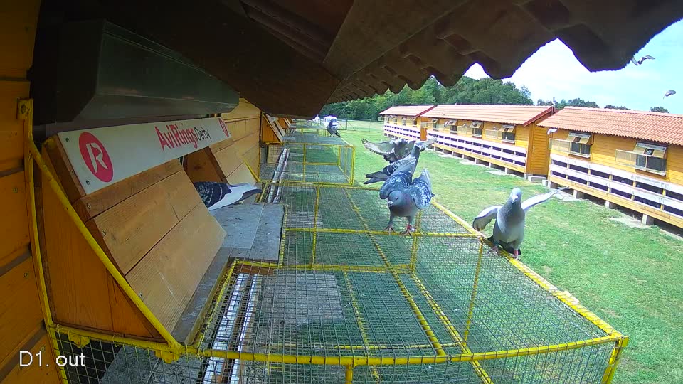 Pigeon Arrival Image For Race Race 4