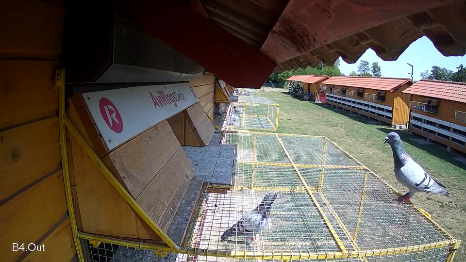 Pigeon Arrival Image For Race Race 1