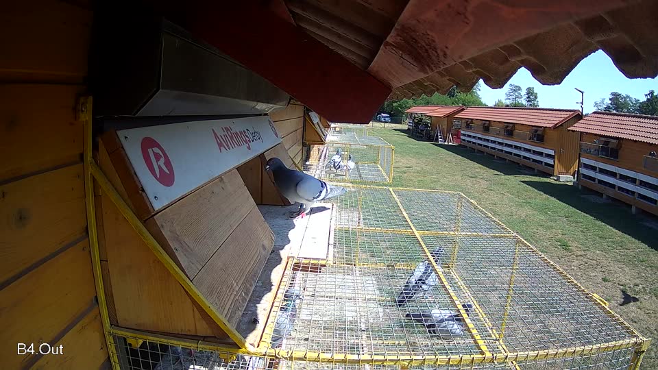 Pigeon Arrival Image For Race Race 2