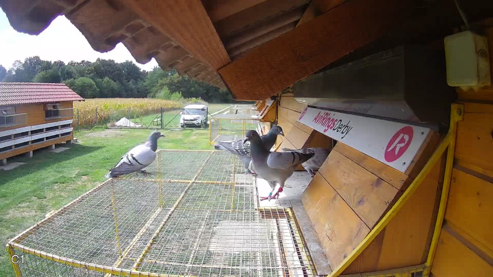 Pigeon Arrival Image For Race Race 4