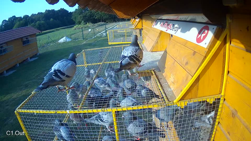 Pigeon Arrival Image For Race Race 4
