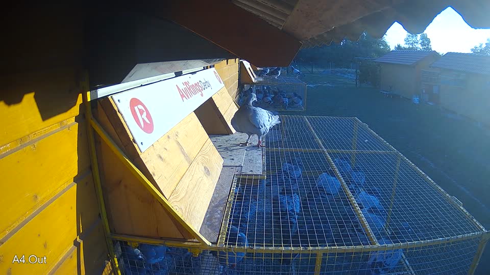 Pigeon Arrival Image For Race Race 5