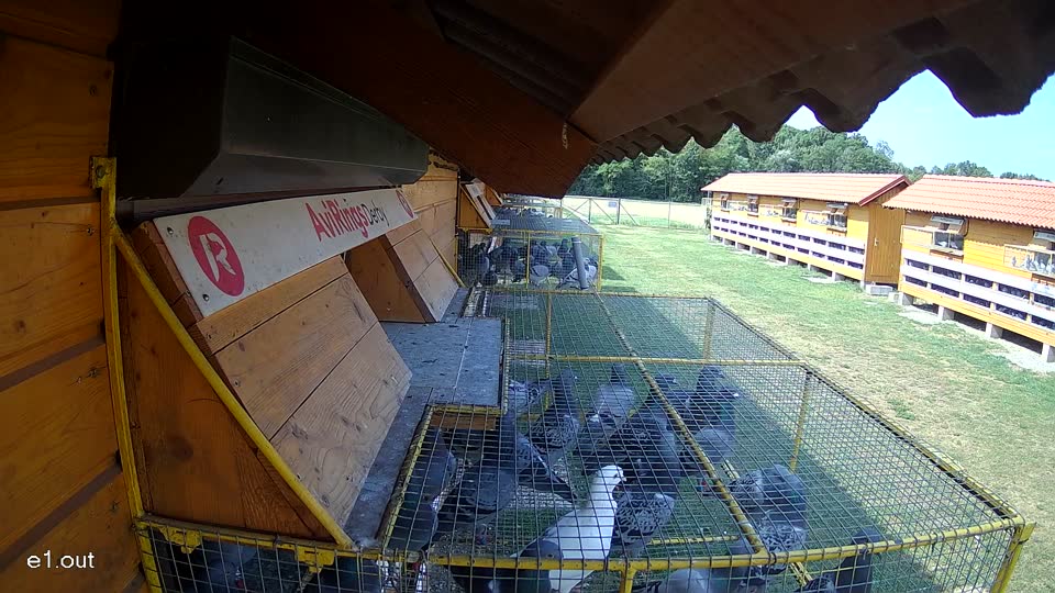 Pigeon Arrival Image For Race Race 1