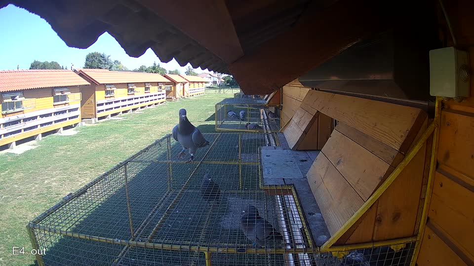 Pigeon Arrival Image For Race Race 5
