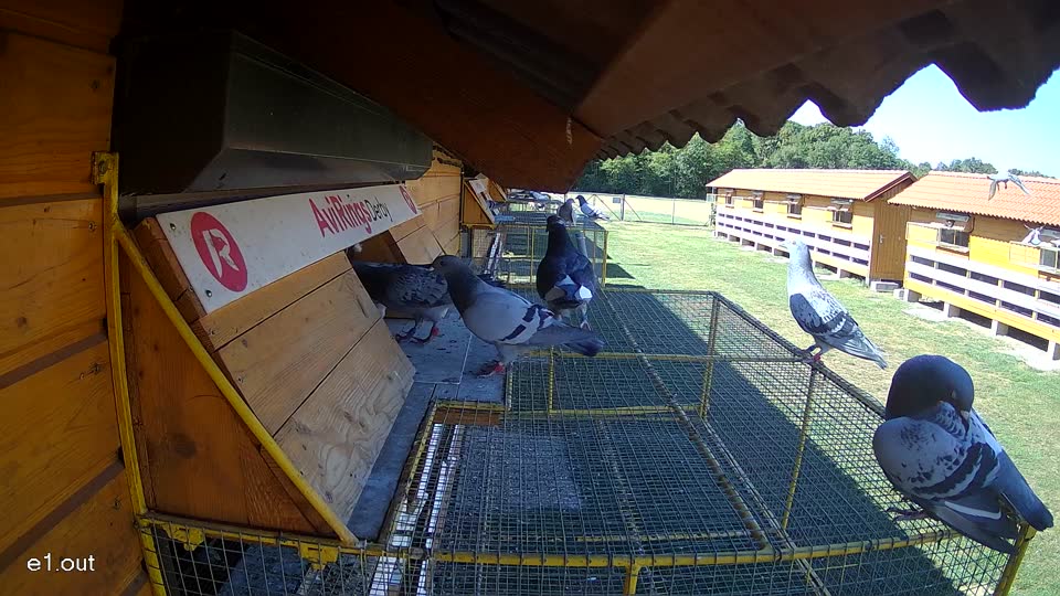 Pigeon Arrival Image For Race Race 3