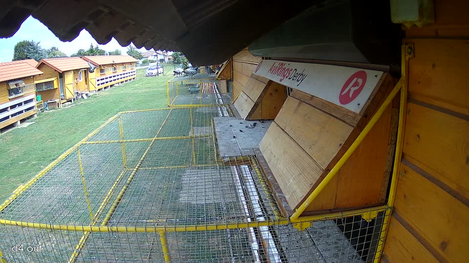 Pigeon Arrival Image For Race Race 4