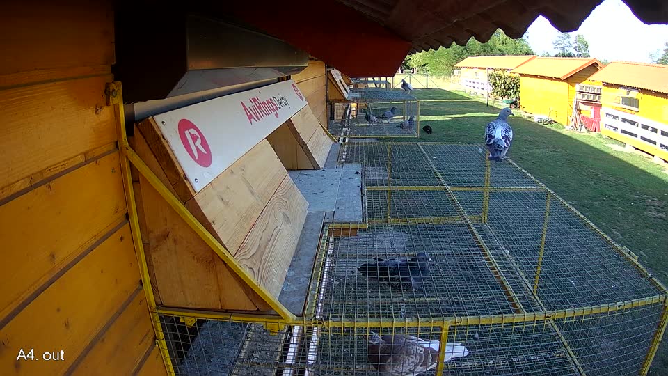 Pigeon Arrival Image For Race Race 5