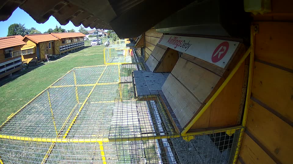 Pigeon Arrival Image For Race Final Race 1/3