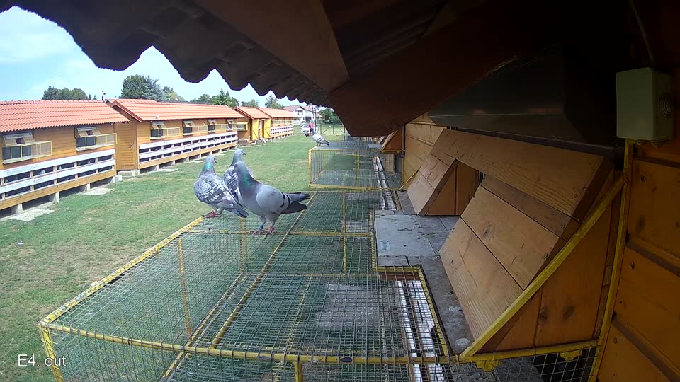 Pigeon Arrival Image For Race Race 4