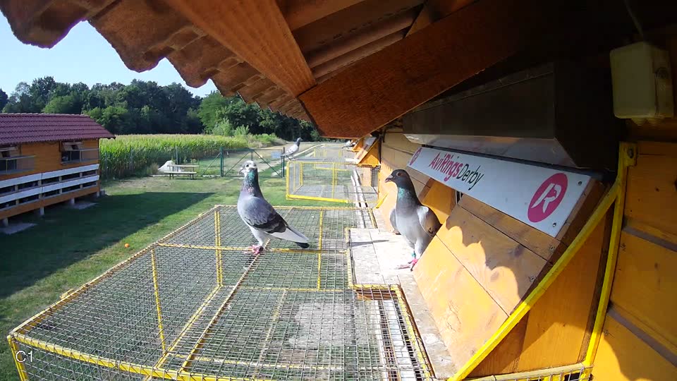 Pigeon Arrival Image For Race Race 1