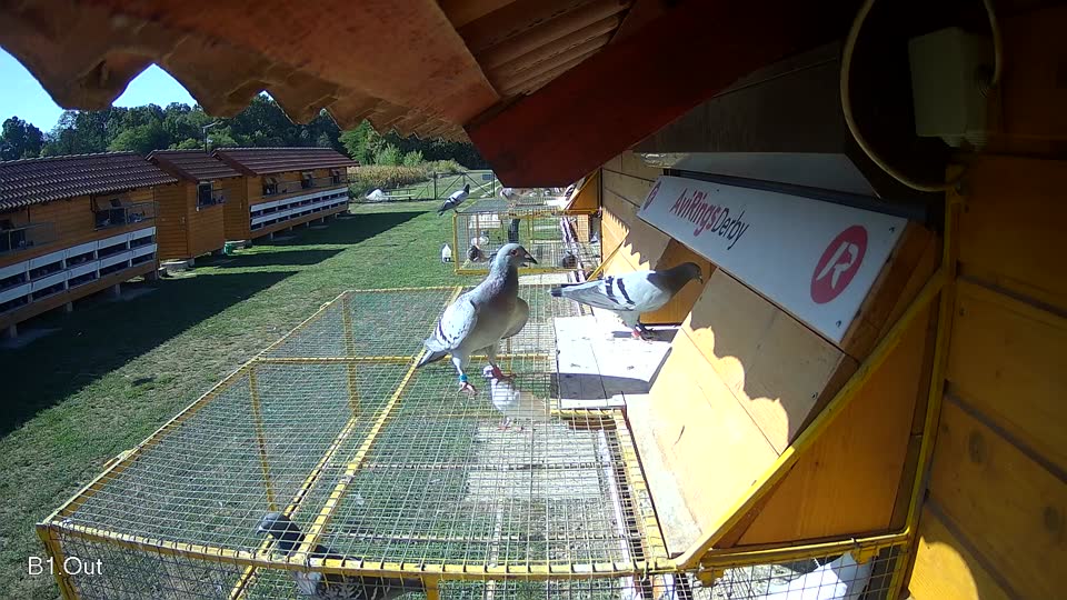 Pigeon Arrival Image For Race Race 5