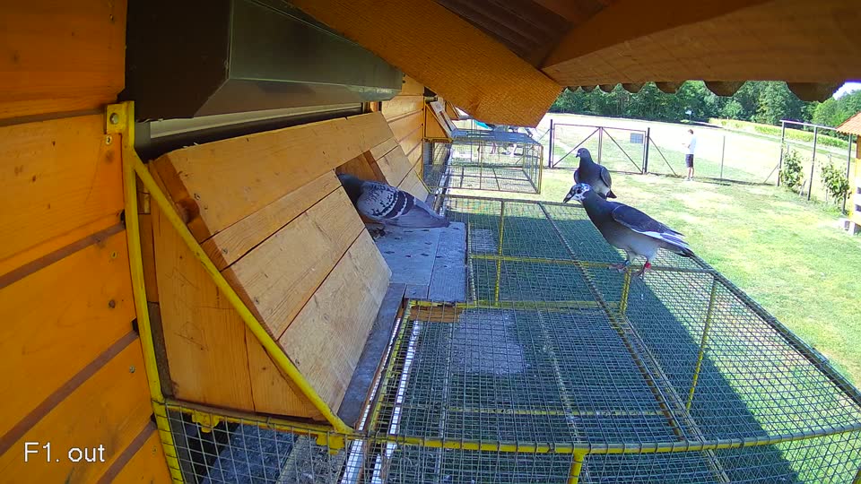 Pigeon Arrival Image For Race Race 3