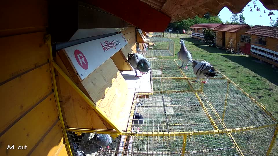 Pigeon Arrival Image For Race Race 2