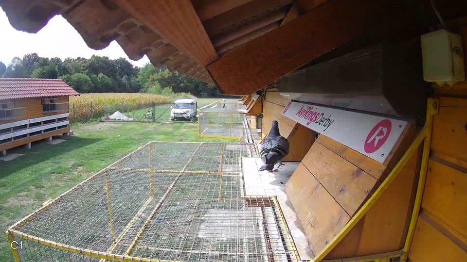 Pigeon Arrival Image For Race Race 4