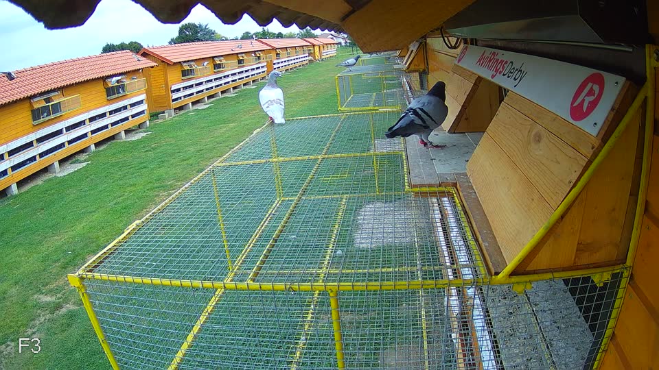 Pigeon Arrival Image For Race Race 3