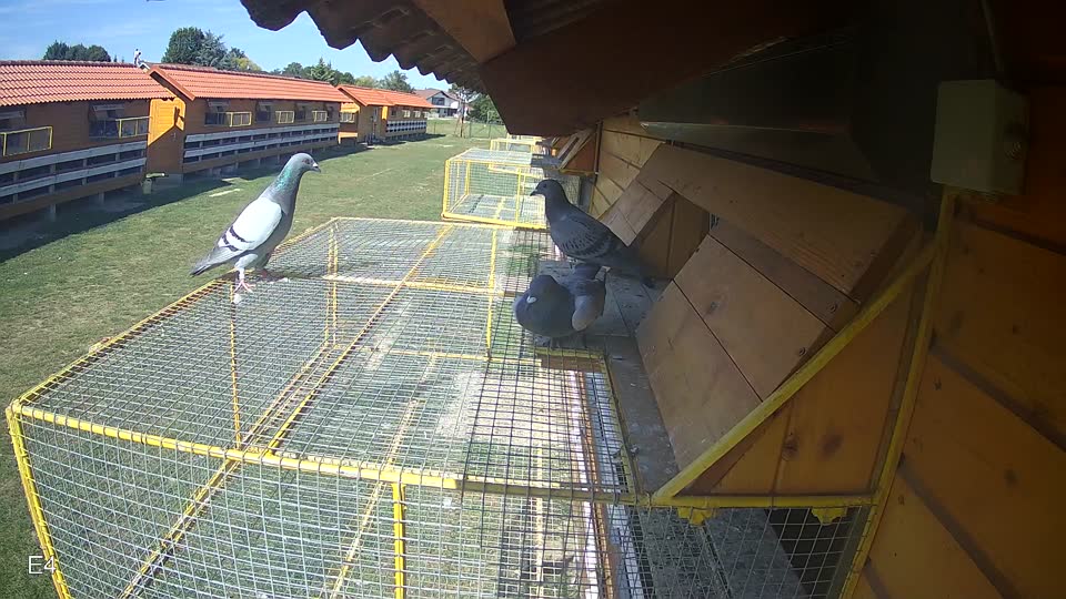 Pigeon Arrival Image For Race Race 5