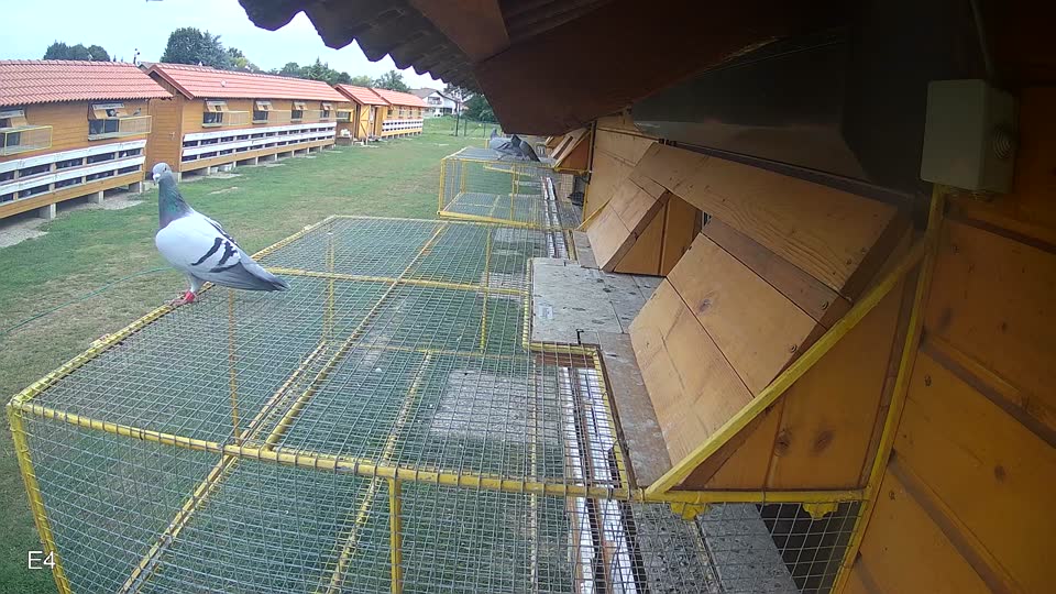Pigeon Arrival Image For Race Race 3