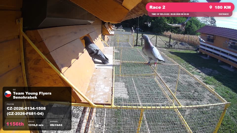 Pigeon Arrival Image For Race Race 2