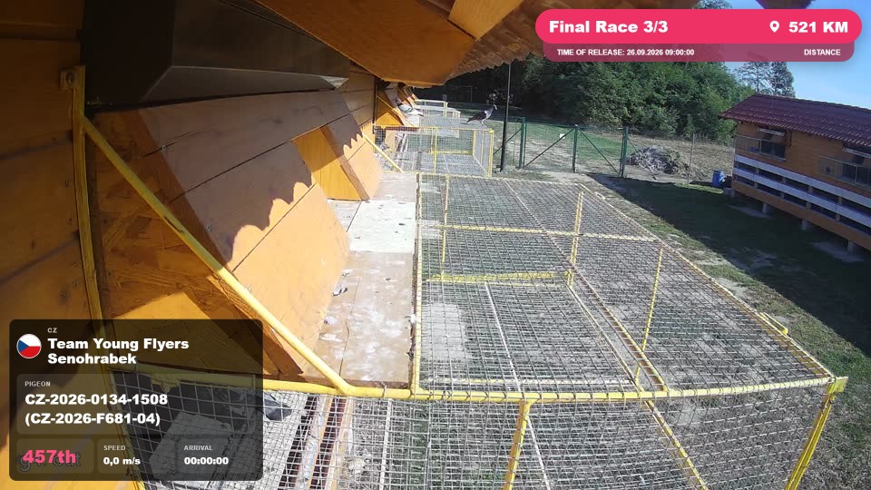 Pigeon Arrival Image For Race Final Race 3/3