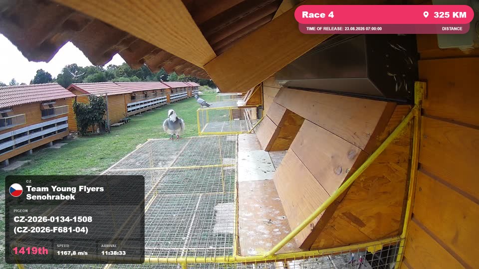 Pigeon Arrival Image For Race Race 4