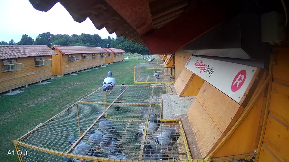 Pigeon Arrival Image For Race Race 4