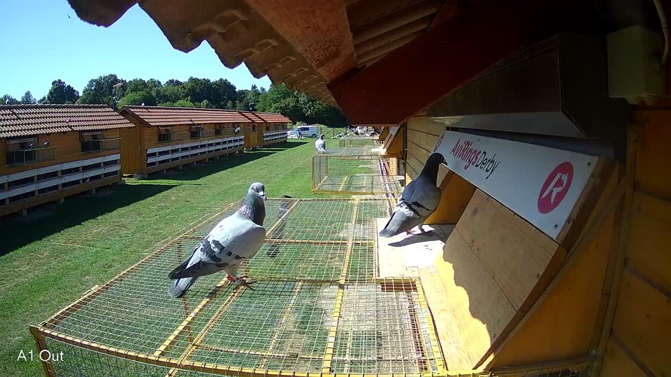 Pigeon Arrival Image For Race Race 2