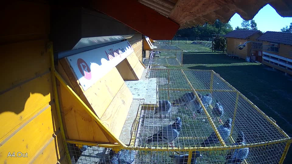 Pigeon Arrival Image For Race Race 5