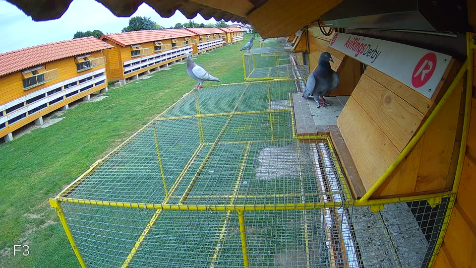 Pigeon Arrival Image For Race Race 3