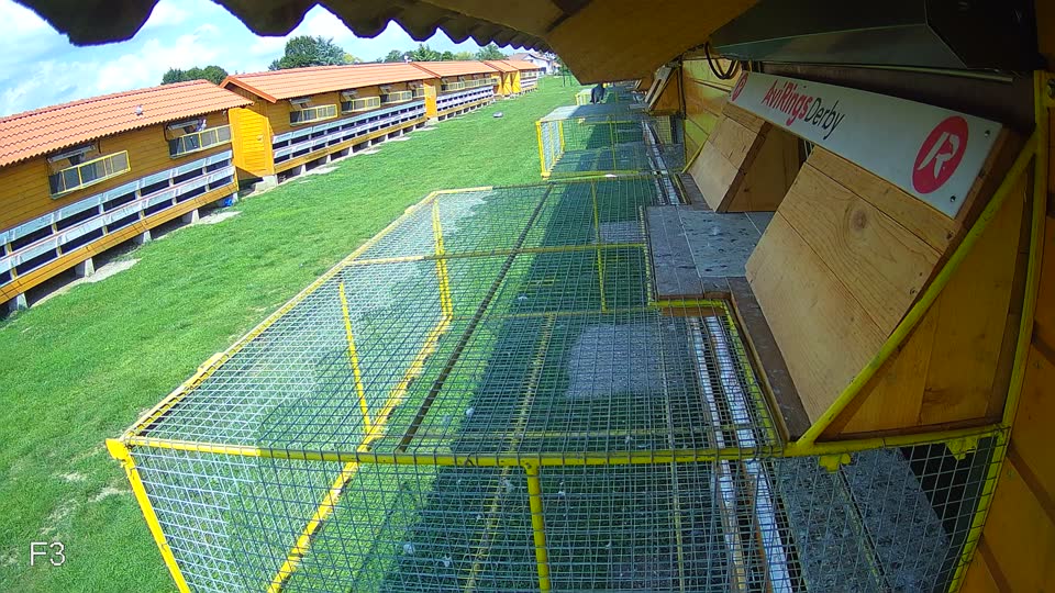 Pigeon Arrival Image For Race Race 6