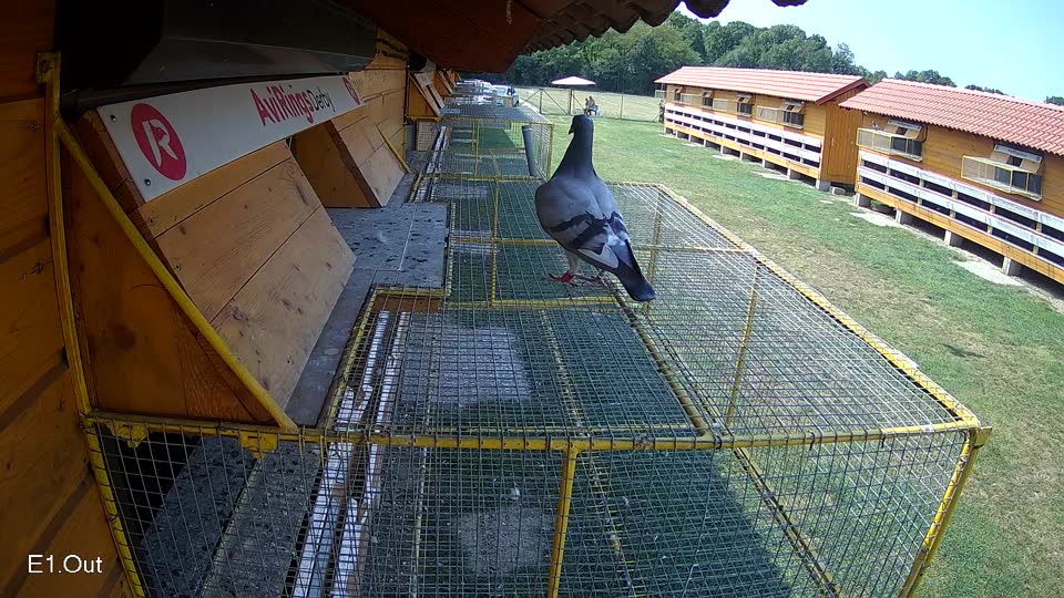 Pigeon Arrival Image For Race Race 4