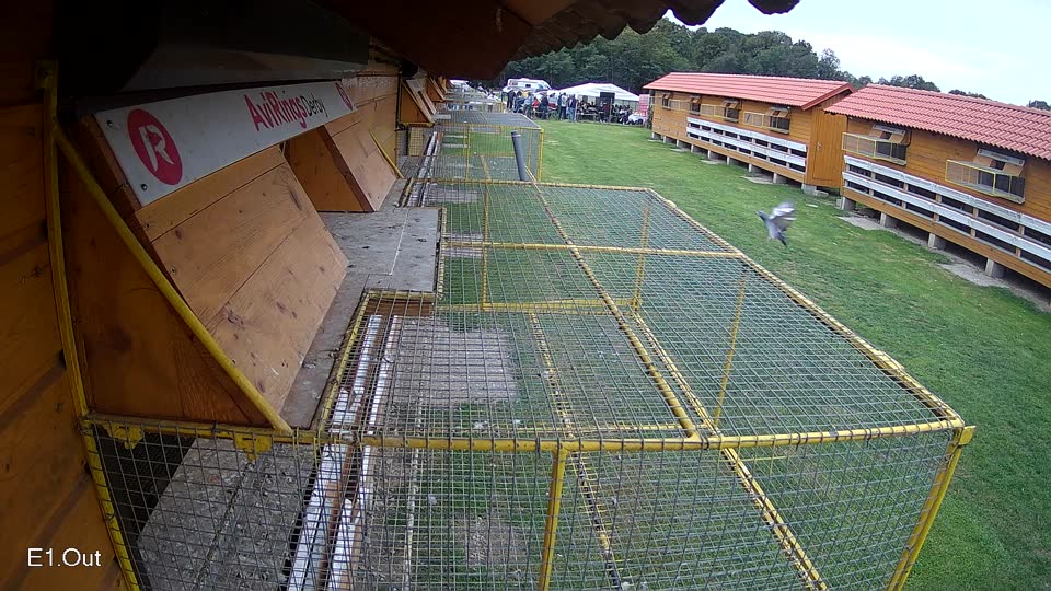 Pigeon Arrival Image For Race Final race 3