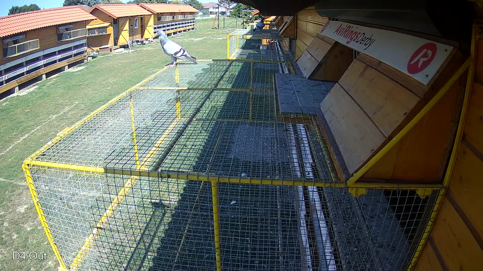 Pigeon Arrival Image For Race Race 5