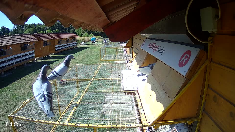 Pigeon Arrival Image For Race Race 3