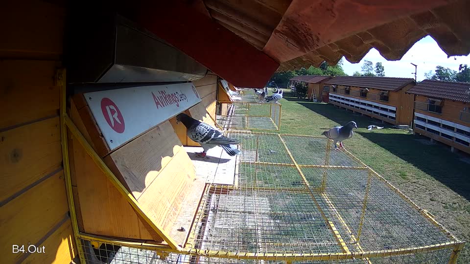 Pigeon Arrival Image For Race Race 2