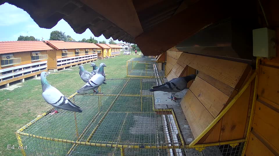 Pigeon Arrival Image For Race Race 4