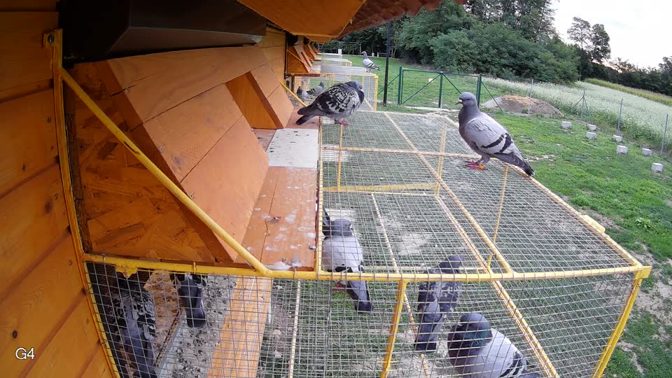 Pigeon Arrival Image For Race Race 6