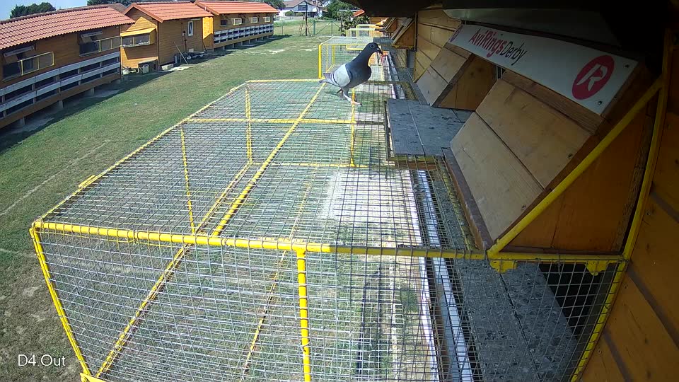 Pigeon Arrival Image For Race Race 4