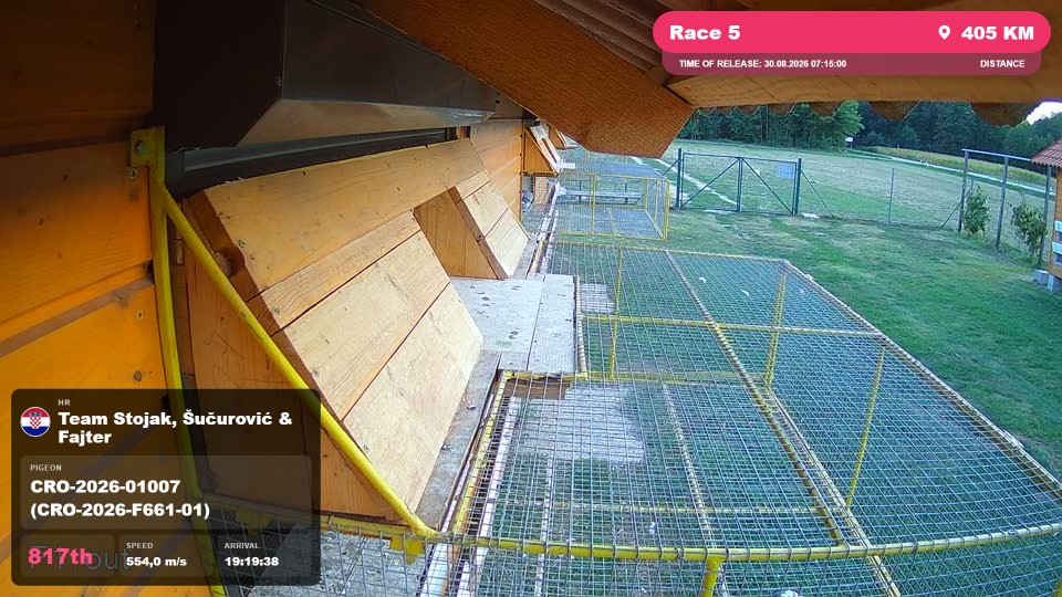 Pigeon Arrival Image For Race Race 5