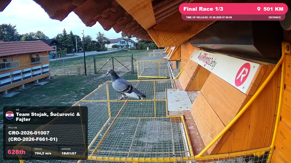 Pigeon Arrival Image For Race Final Race 1/3